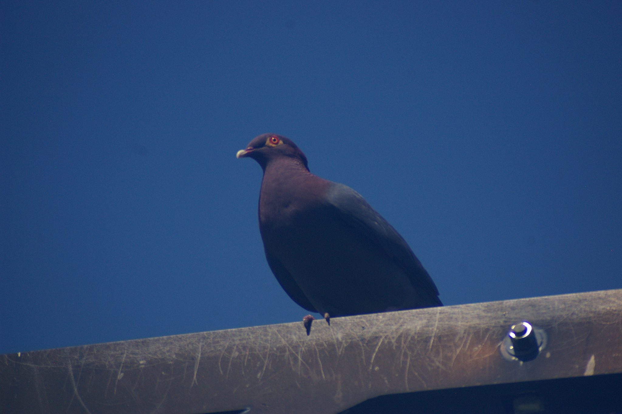 Scaly-naped Pigeon (Patagioenas squamosa), photo 7