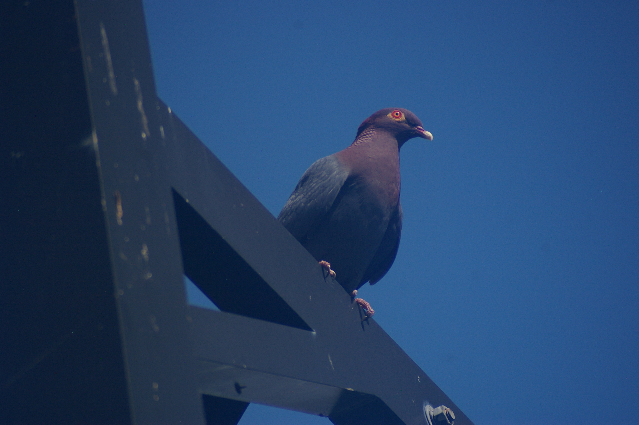 Scaly-naped Pigeon (Patagioenas squamosa), photo 6