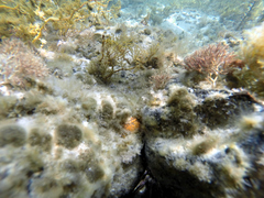Polycitor giganteus