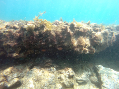 Pempheris klunzingeri