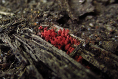 Arcyria denudata