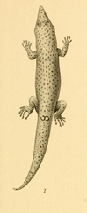 Jamaican Sharpnosed Sphaero