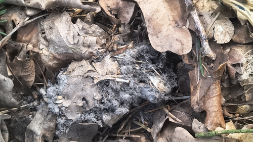 View observation of {o.common_name} on iNaturalist