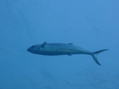 Grammatorcynus bilineatus observed 2026-01-03