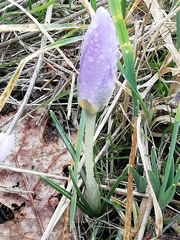 Crocus carpetanus