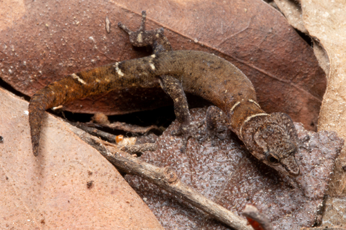 Dominican Least Gecko
