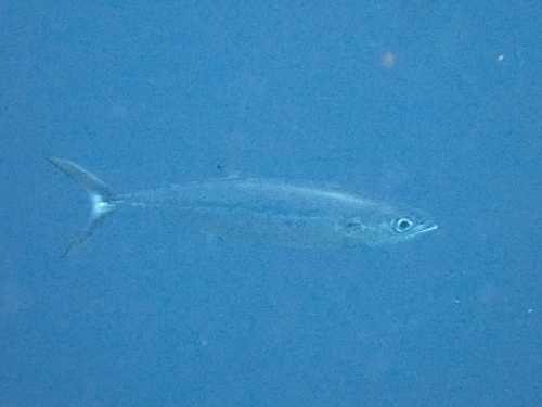 Grammatorcynus bilineatus observed 2026-01-03