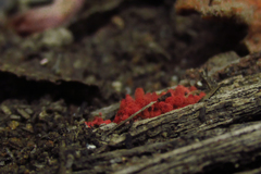 Arcyria denudata