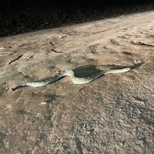 Neotropical Rattlesnake