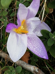 Crocus carpetanus