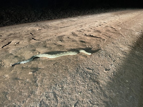 Neotropical Rattlesnake