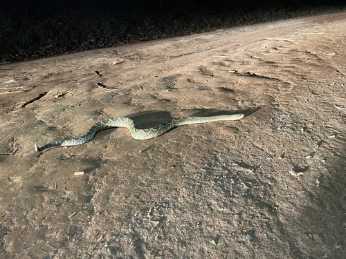 Neotropical Rattlesnake