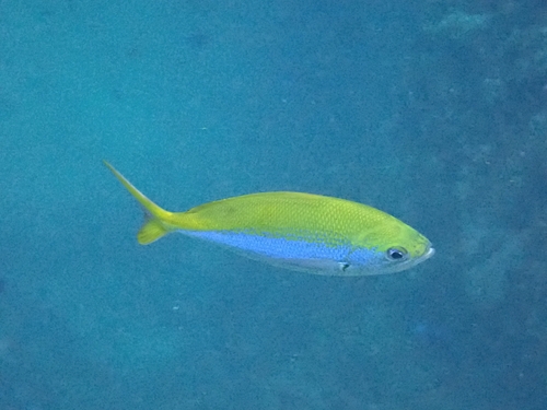 Fusilier (Caesio xanthonota) — Caesionidae — 4