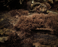 Stemonitis