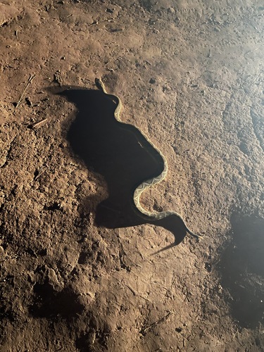 Neotropical Rattlesnake