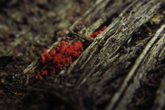 Arcyria denudata