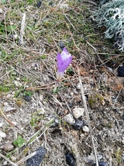 Crocus carpetanus