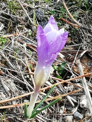 Crocus carpetanus
