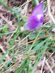 Crocus carpetanus