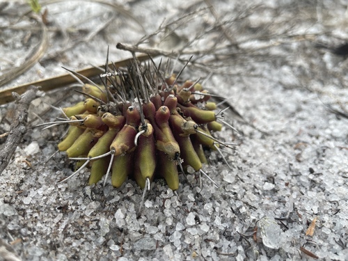 Uebelmannia gummifera