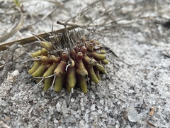 Uebelmannia gummifera