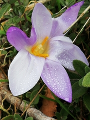 Crocus carpetanus