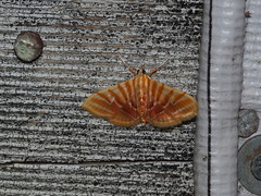 Pagyda auroralis