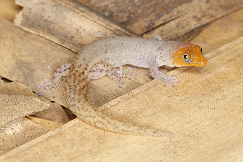 Barahona Big-Scaled Sphaero