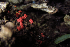 Arcyria denudata