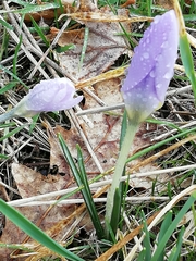 Crocus carpetanus