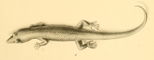 Sphaerodactylus scaber