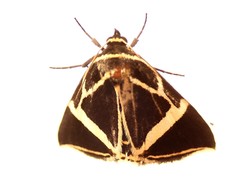 Fodina ostorius
