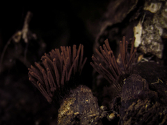 Stemonitis