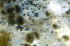 Helcogramma decurrens