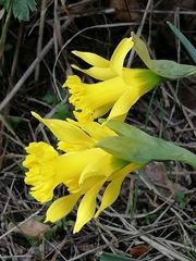 Narcissus cuneiflorus