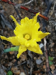 Narcissus cuneiflorus
