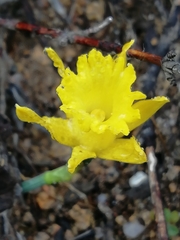 Narcissus cuneiflorus