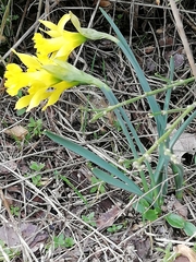 Narcissus cuneiflorus
