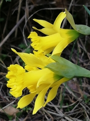 Narcissus cuneiflorus