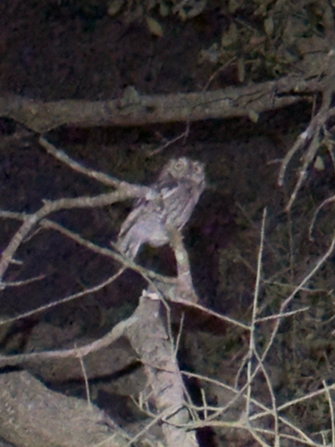 View observation of {o.common_name} on iNaturalist