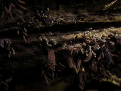 Stemonitis