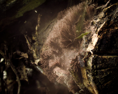 Stemonitis