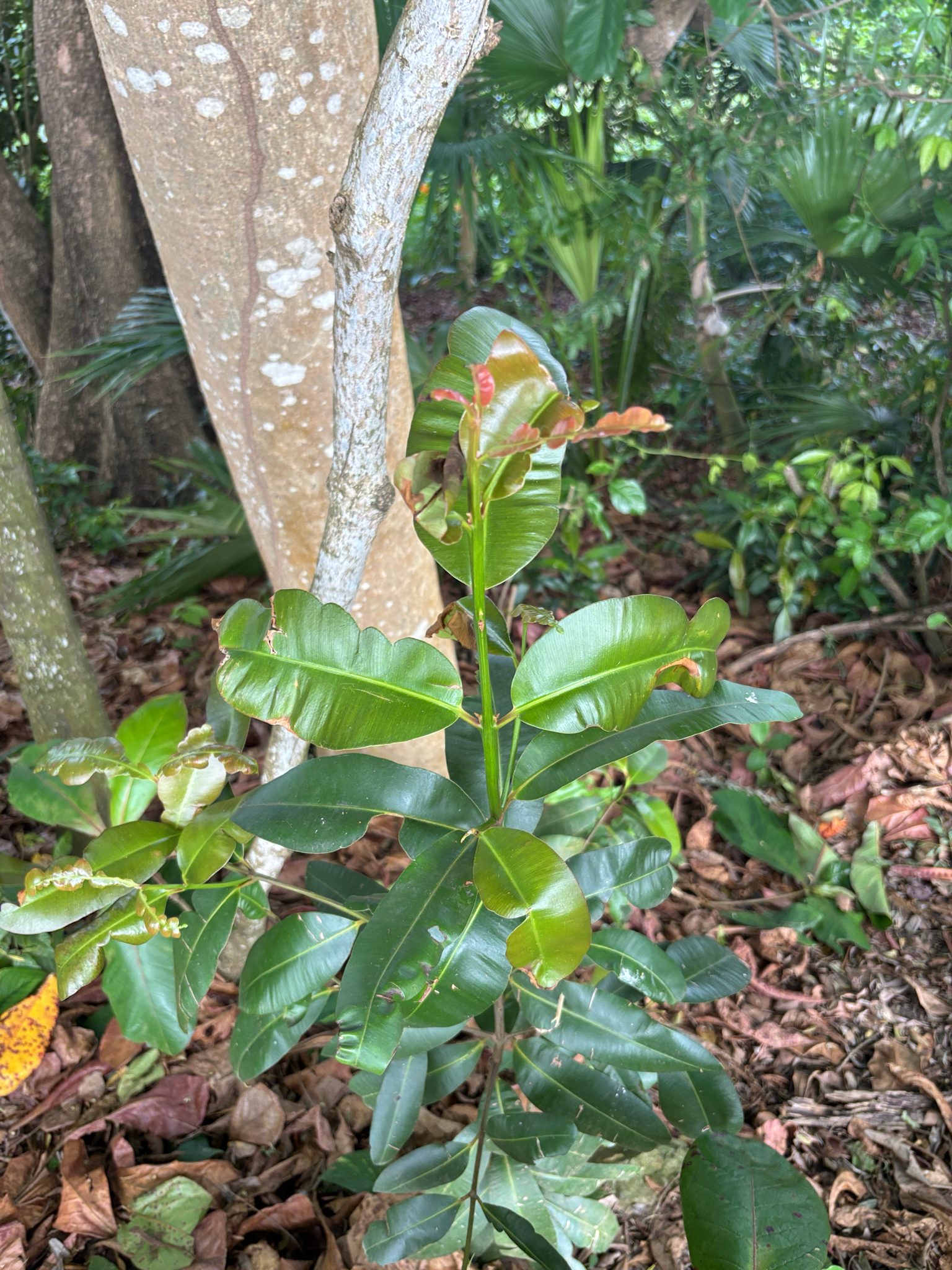 Imagem de Guanandi