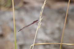 Oxyagrion rubidum