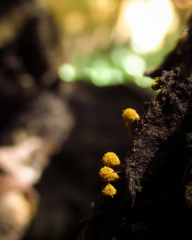 Mycetozoa