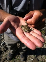 Pleurodema bufoninum