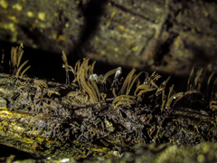 Stemonitis