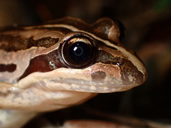 Brown Frog photo 3