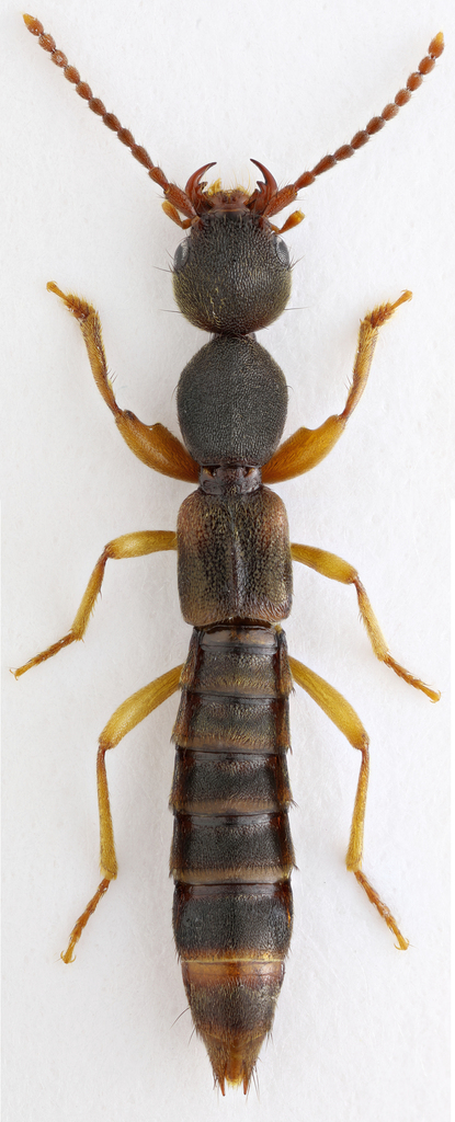 Macromene