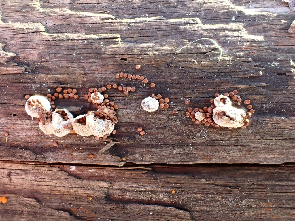 Nidularia deformis